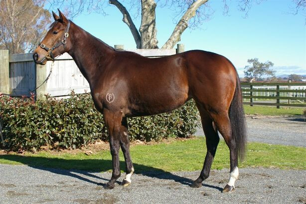 Redouts Choice -Donna Dior filly y 015